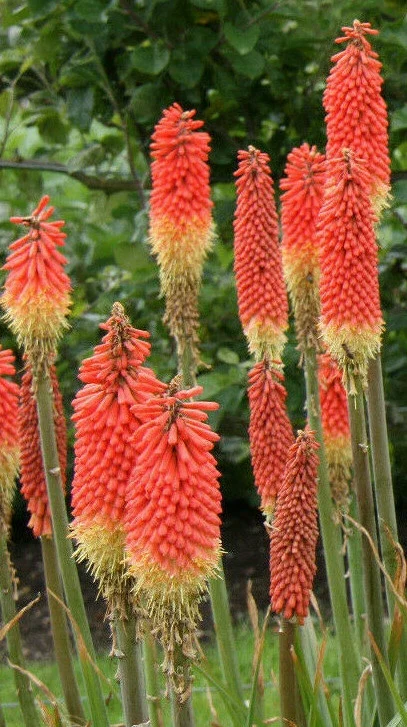 Red Hot Poker Seeds - Kniphofia Uvaria 100 Seeds, Orange & Yellow Flowers, Perennial Outdoor - Image 2