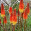 Red Hot Poker Seeds - Kniphofia Uvaria 100 Seeds, Orange & Yellow Flowers, Perennial Outdoor - Image 1