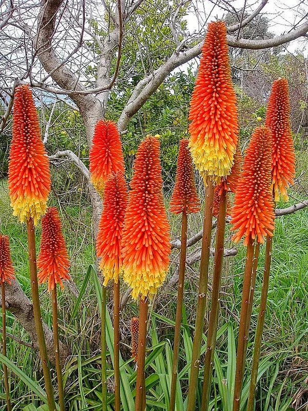 Red Hot Poker Seeds - Kniphofia Uvaria 100 Seeds, Orange & Yellow Flowers, Perennial Outdoor - Image 1