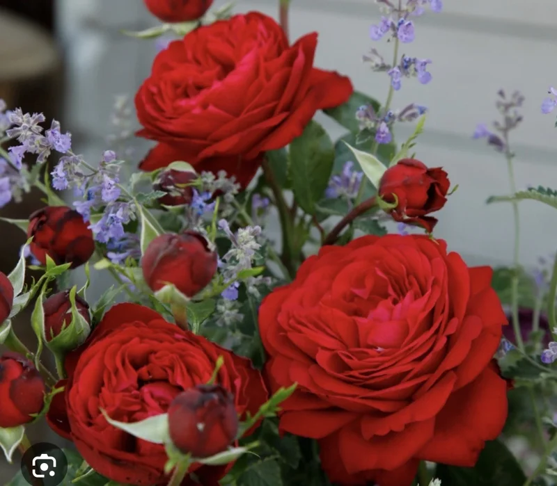 Red Hybrid Tea Rose Bare Root – Well-Rooted Flower Plant 3-7 Inch Tall Outdoor Red Hybrid Tea Rose Bare Root – Well-Rooted Flower Plant 3-7 Inch Tall Outdoor - Image 1