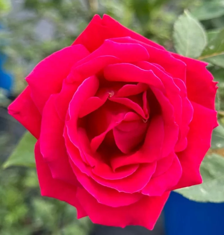 Red Hybrid Tea Rose Live Plant - 5-8" Tall Bush for Outdoor Gardens Red Hybrid Tea Rose Live Plant - 5-8" Tall Bush for Outdoor Gardens - Image 10