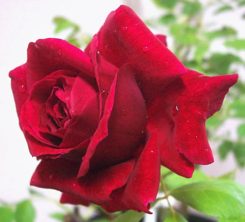 Red Hybrid Tea Rose Live Plant - 5-8" Tall Bush for Outdoor Gardens - Image 2