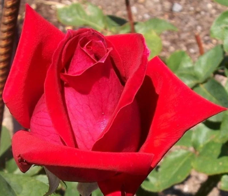 Red Hybrid Tea Rose Live Plant - 5-8" Tall Bush for Outdoor Gardens Red Hybrid Tea Rose Live Plant - 5-8" Tall Bush for Outdoor Gardens - Image 3