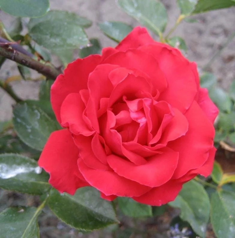 Red Hybrid Tea Rose Live Plant - 5-8" Tall Bush for Outdoor Gardens Red Hybrid Tea Rose Live Plant - 5-8" Tall Bush for Outdoor Gardens - Image 4