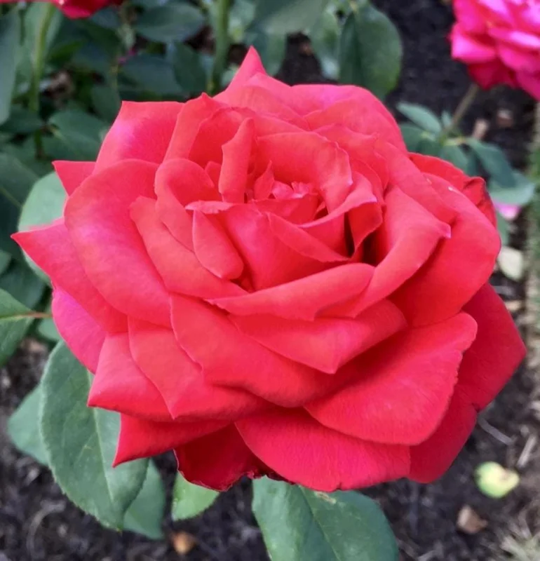 Red Hybrid Tea Rose Live Plant - 5-8" Tall Bush for Outdoor Gardens Red Hybrid Tea Rose Live Plant - 5-8" Tall Bush for Outdoor Gardens - Image 5