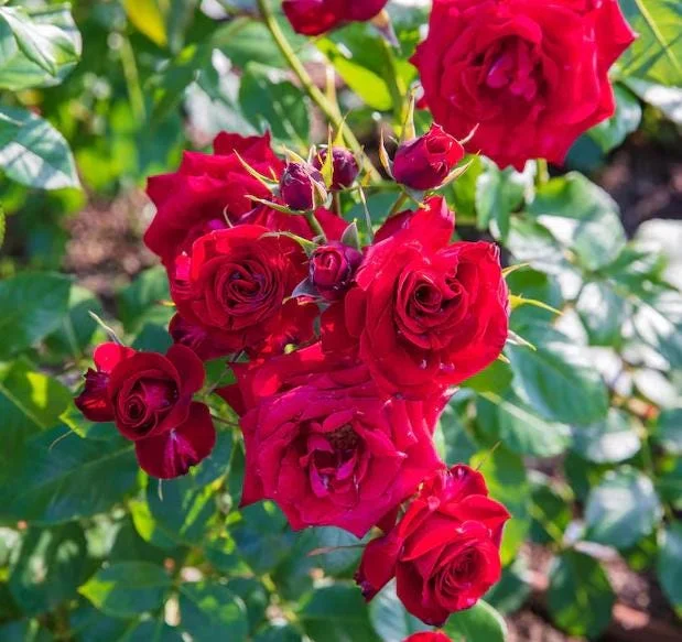 Red Hybrid Tea Rose Live Plant - 5-8" Tall Bush for Outdoor Gardens Red Hybrid Tea Rose Live Plant - 5-8" Tall Bush for Outdoor Gardens - Image 6
