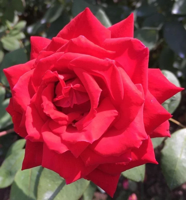 Red Hybrid Tea Rose Live Plant - 5-8" Tall Bush for Outdoor Gardens Red Hybrid Tea Rose Live Plant - 5-8" Tall Bush for Outdoor Gardens - Image 7