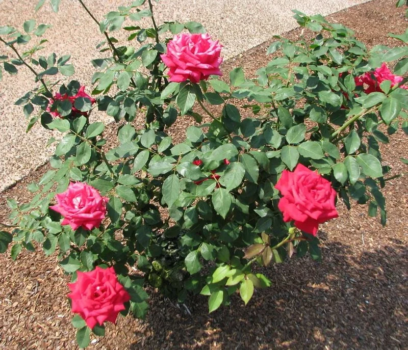 Red Hybrid Tea Rose Live Plant - 5-8" Tall Bush for Outdoor Gardens Red Hybrid Tea Rose Live Plant - 5-8" Tall Bush for Outdoor Gardens - Image 8