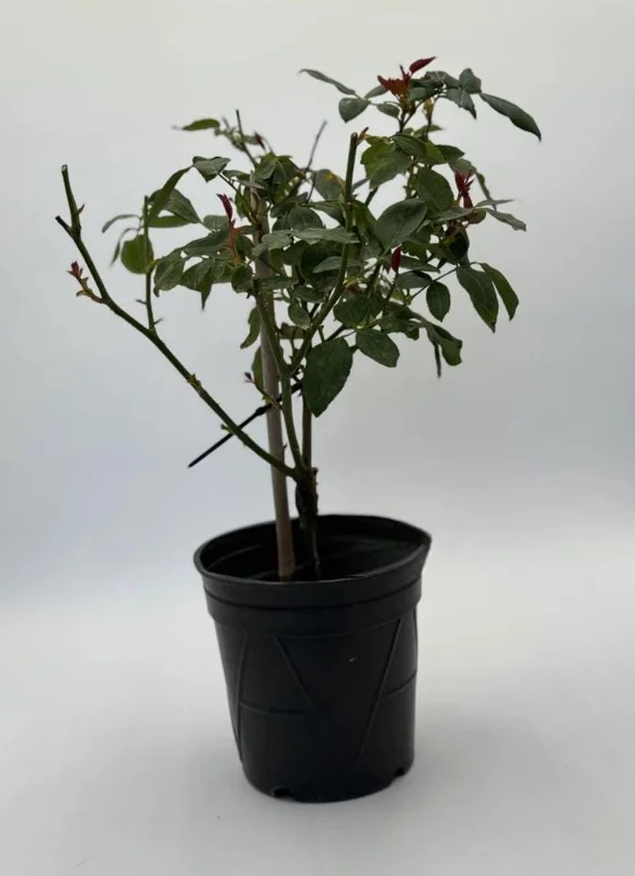 Red Hybrid Tea Rose Live Plant - 5-8" Tall Bush for Outdoor Gardens Red Hybrid Tea Rose Live Plant - 5-8" Tall Bush for Outdoor Gardens - Image 9