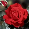 Red Hybrid Tea Rose Live Plant - 5-8" Tall Bush for Outdoor Gardens - Image 1