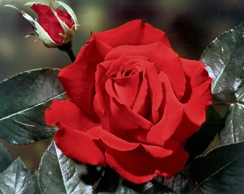 Red Hybrid Tea Rose Live Plant - 5-8" Tall Bush for Outdoor Gardens - Image 1