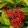 Red Ixora Live Plant – Tropical Bush for Outdoor Garden, 4-6 Inch Tall - Image 1