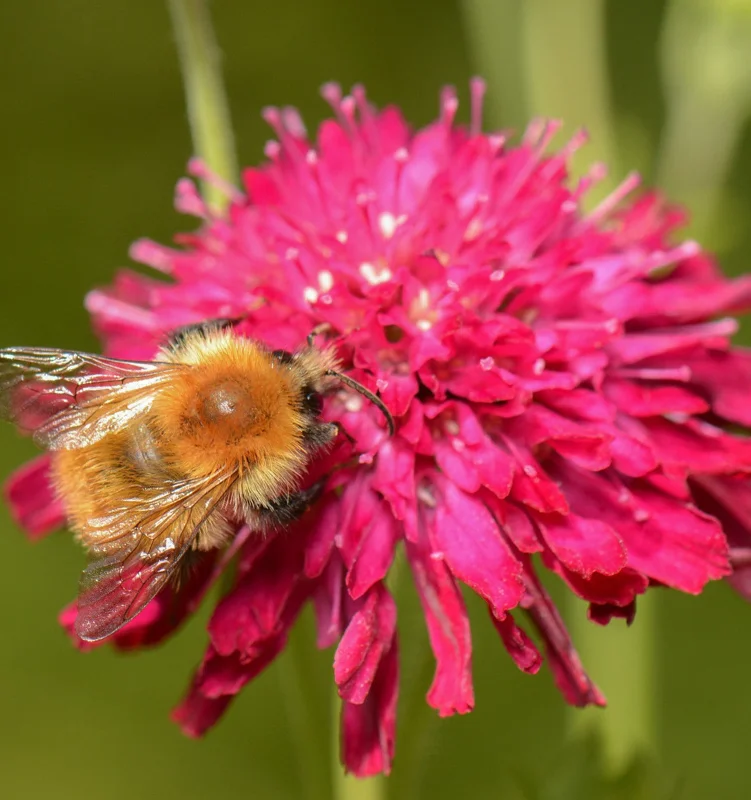 Red Knautia Seeds - 110 Count Perennial Flower Seeds for Outdoor Garden - Image 2