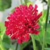 Red Knautia Seeds - 110 Count Perennial Flower Seeds for Outdoor Garden - Image 1