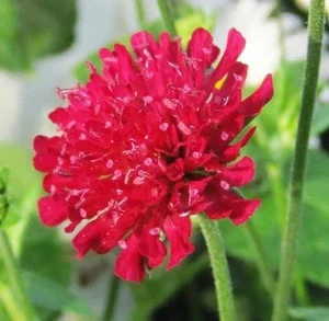 Red Knautia Seeds - 110 Count Perennial Flower Seeds for Outdoor Garden - Image 1