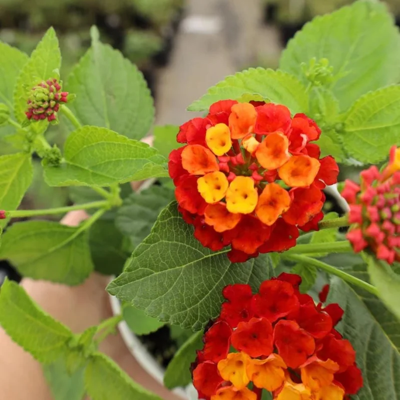 Red Lantana Live Plant 5-7" Tall - Vibrant Outdoor Perennial Flower - Image 2