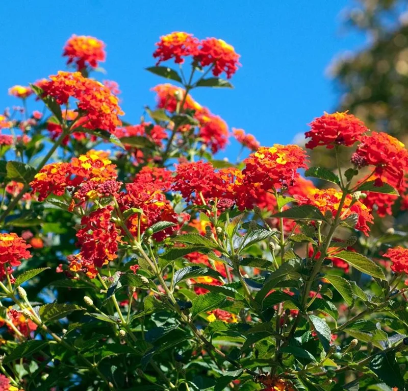 Red Lantana Live Plant 5-7" Tall - Vibrant Outdoor Perennial Flower Red Lantana Live Plant 5-7" Tall - Vibrant Outdoor Perennial Flower - Image 3