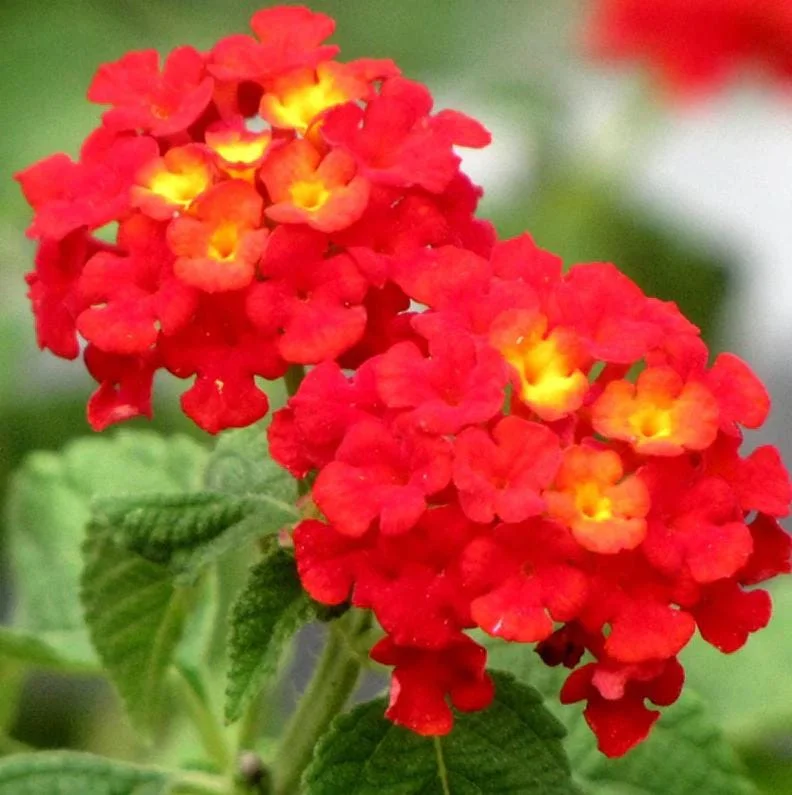 Red Lantana Live Plant 5-7" Tall - Vibrant Outdoor Perennial Flower Red Lantana Live Plant 5-7" Tall - Vibrant Outdoor Perennial Flower - Image 4