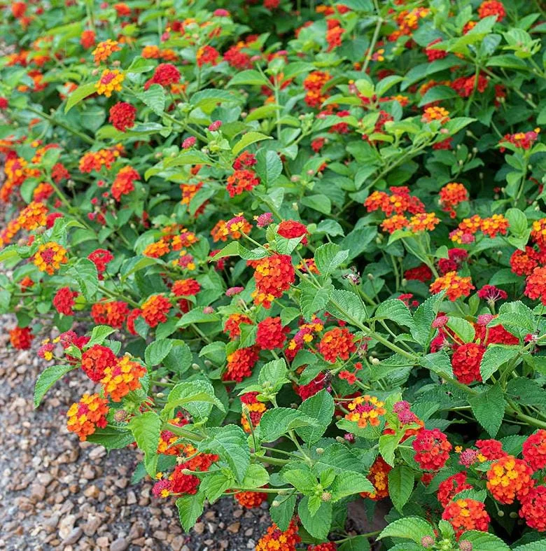 Red Lantana Live Plant 5-7" Tall - Vibrant Outdoor Perennial Flower Red Lantana Live Plant 5-7" Tall - Vibrant Outdoor Perennial Flower - Image 5
