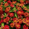 Red Lantana Live Plant 5-7" Tall - Vibrant Outdoor Perennial Flower Red Lantana Live Plant 5-7" Tall - Vibrant Outdoor Perennial Flower - Image 1