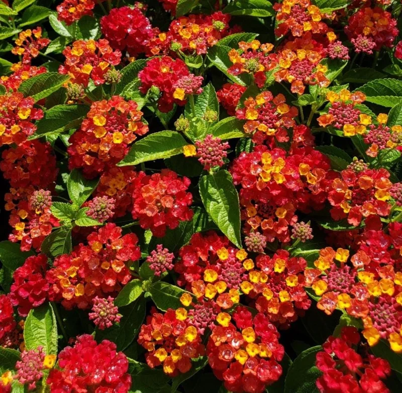 Red Lantana Live Plant 5-7" Tall - Vibrant Outdoor Perennial Flower - Image 1