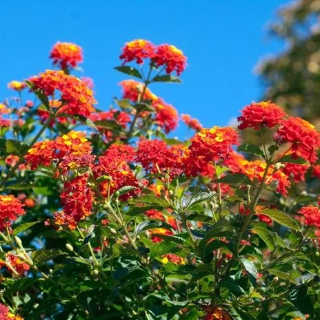 Red Lantana Live Plant - Fragrant Perennial Flowers, 4-6 Inch Tall Red Lantana Live Plant - Fragrant Perennial Flowers, 4-6 Inch Tall - Image 2