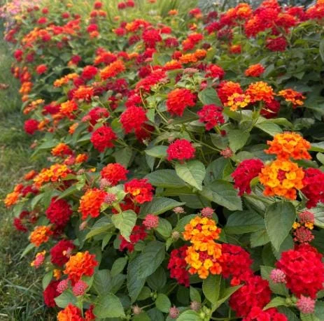 Red Lantana Live Plant - Fragrant Perennial Flowers, 4-6 Inch Tall Red Lantana Live Plant - Fragrant Perennial Flowers, 4-6 Inch Tall - Image 3