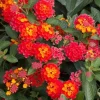 Red Lantana Live Plant - Fragrant Perennial Flowers, 4-6 Inch Tall - Image 1