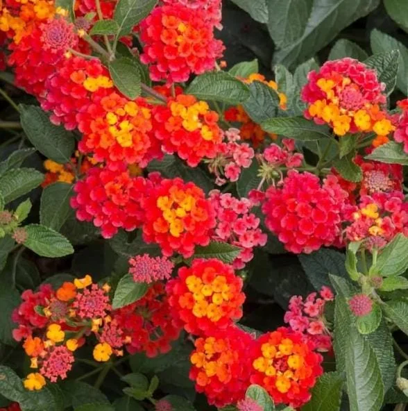 Red Lantana Live Plant - Fragrant Perennial Flowers, 4-6 Inch Tall Red Lantana Live Plant - Fragrant Perennial Flowers, 4-6 Inch Tall - Image 1