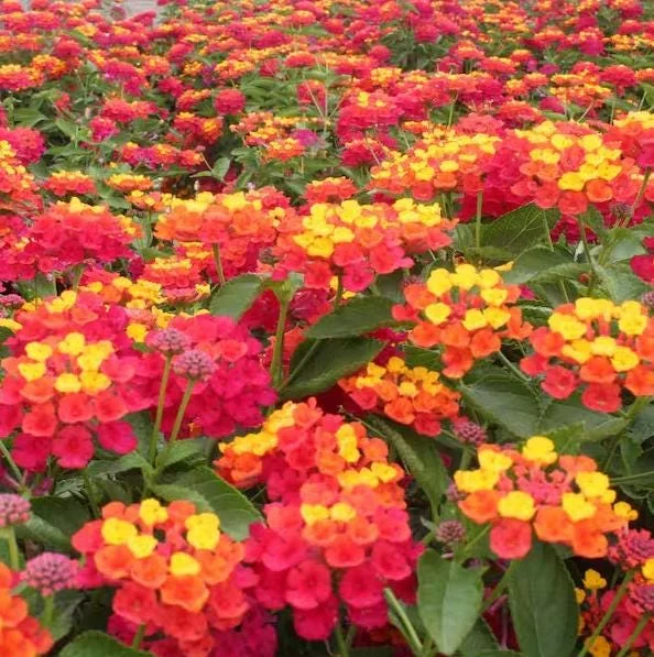 Red Lantana Live Plant - Fragrant Perennial Flowers, 4-6 Inch Tall Red Lantana Live Plant - Fragrant Perennial Flowers, 4-6 Inch Tall - Image 4