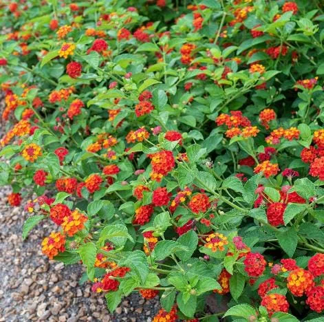 Red Lantana Live Plant - Fragrant Perennial Flowers, 4-6 Inch Tall Red Lantana Live Plant - Fragrant Perennial Flowers, 4-6 Inch Tall - Image 5