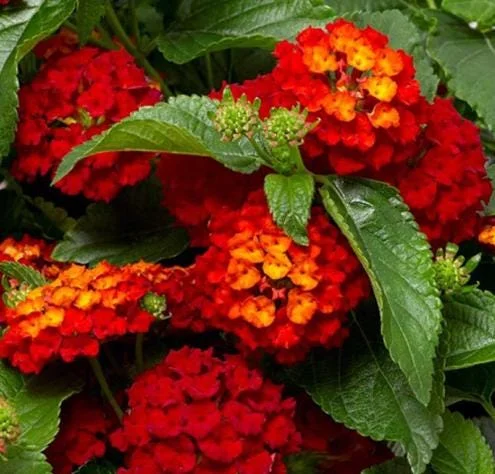 Red Lantana Live Plant - Fragrant Perennial Flowers, 4-6 Inch Tall Red Lantana Live Plant - Fragrant Perennial Flowers, 4-6 Inch Tall - Image 6