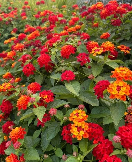 Red Lantana Live Plant - Fragrant Perennial Flowers, 4-6 Inch Tall Red Lantana Live Plant - Fragrant Perennial Flowers, 4-6 Inch Tall - Image 7