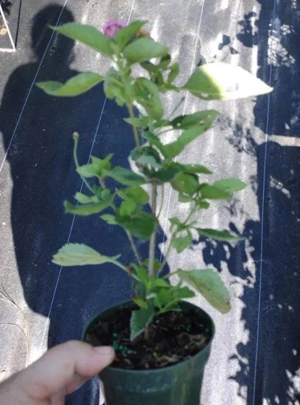 Red Lantana Live Plant - Fragrant Perennial Flowers, 4-6 Inch Tall Red Lantana Live Plant - Fragrant Perennial Flowers, 4-6 Inch Tall - Image 8