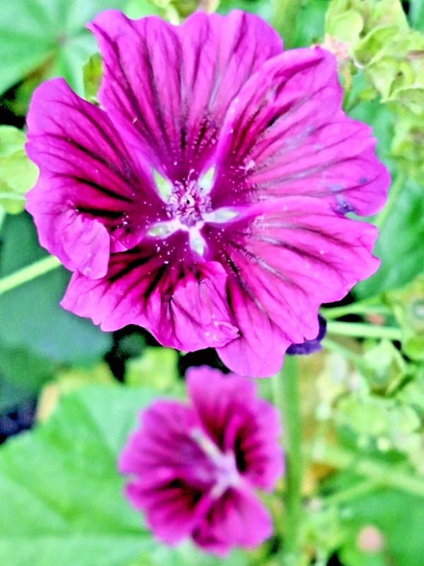 Red Malva Sylvestris Mauritiana Rosea Seeds - 50 Count Mauritian Mallow Tree Mallow - Image 2
