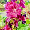 Red Malva Sylvestris Mauritiana Rosea Seeds - 50 Count Mauritian Mallow Tree Mallow - Image 1