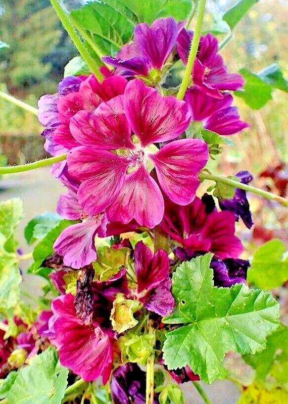Red Malva Sylvestris Mauritiana Rosea Seeds - 50 Count Mauritian Mallow Tree Mallow - Image 1