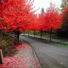 Red Maple Tree Seeds (Acer rubrum) - Fast Growing Deciduous Seeds - Image 1