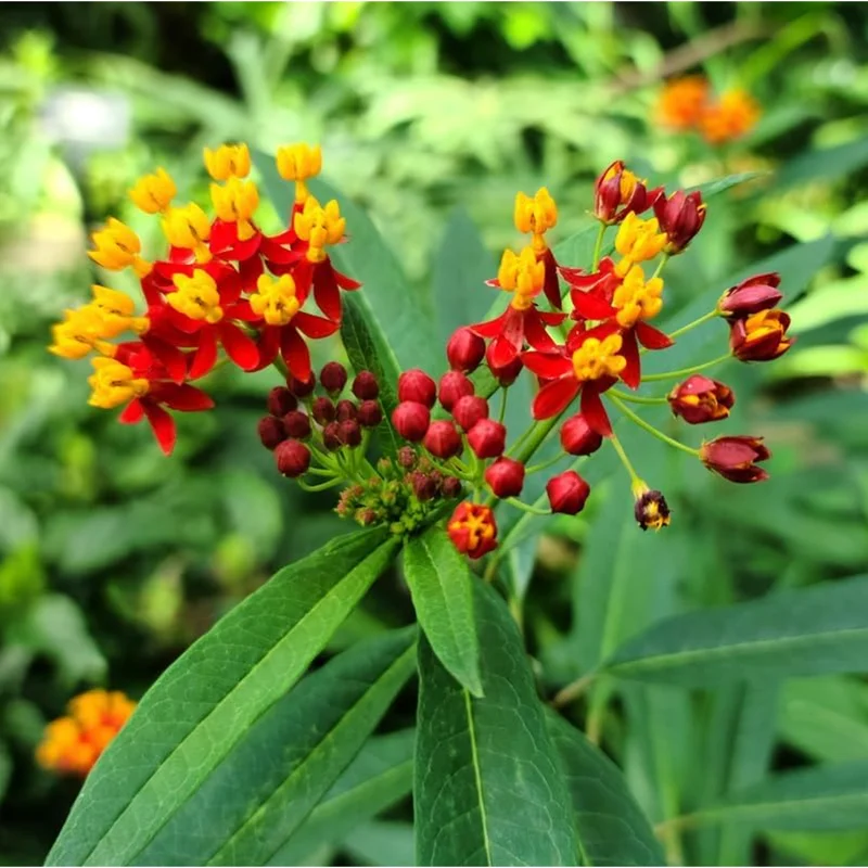 Red Milkweed Live Starter Plants, Tropical Milkweed, 2-Pack, 4-9 Inch Tall Red Milkweed Live Starter Plants, Tropical Milkweed, 2-Pack, 4-9 Inch Tall - Image 2