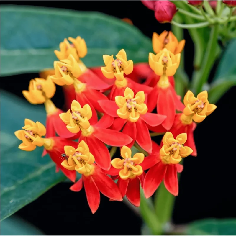 Red Milkweed Live Starter Plants, Tropical Milkweed, 2-Pack, 4-9 Inch Tall Red Milkweed Live Starter Plants, Tropical Milkweed, 2-Pack, 4-9 Inch Tall - Image 1