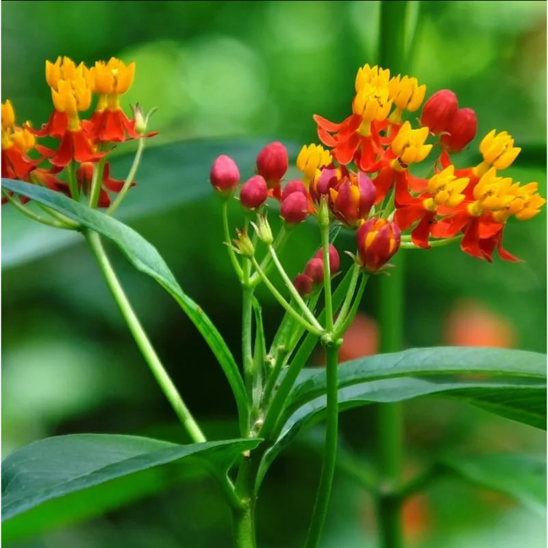 Red Milkweed Live Starter Plants, Tropical Milkweed, 2-Pack, 4-9 Inch Tall Red Milkweed Live Starter Plants, Tropical Milkweed, 2-Pack, 4-9 Inch Tall - Image 6