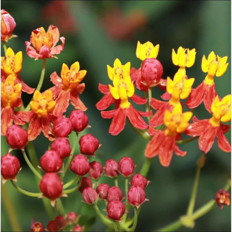Red Milkweed Live Starter Plants, Tropical Milkweed, 2-Pack, 4-9 Inch Tall Red Milkweed Live Starter Plants, Tropical Milkweed, 2-Pack, 4-9 Inch Tall - Image 7
