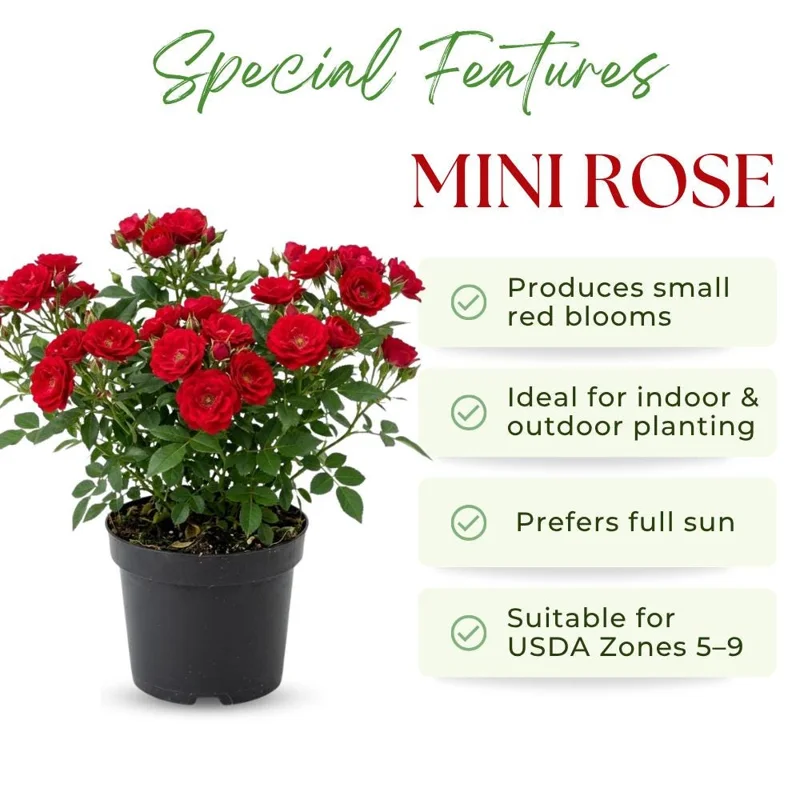 Red Mini Rose Live Plant – 4-6 Inch Tall, Vibrant Flowers, Indoor/Outdoor - Image 2