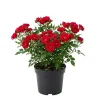 Red Mini Rose Live Plant – 4-6 Inch Tall, Vibrant Flowers, Indoor/Outdoor - Image 1