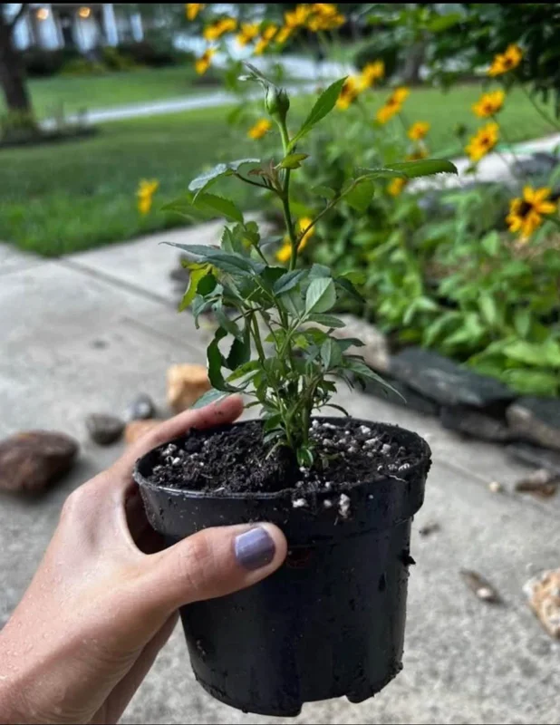 Red Miniature Rose Bush Live Plant – 3-8 Inch Tall Mini Rose Red Miniature Rose Bush Live Plant – 3-8 Inch Tall Mini Rose - Image 2