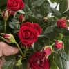 Red Miniature Rose Bush Live Plant – 3-8 Inch Tall Mini Rose Red Miniature Rose Bush Live Plant – 3-8 Inch Tall Mini Rose - Image 1