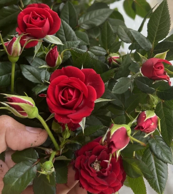 Red Miniature Rose Bush Live Plant – 3-8 Inch Tall Mini Rose Red Miniature Rose Bush Live Plant – 3-8 Inch Tall Mini Rose - Image 1