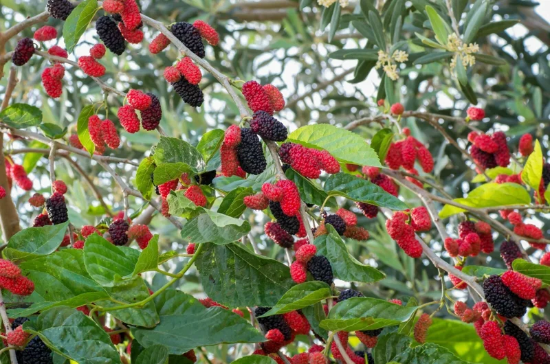 Red Mulberry Tree Cuttings - 12 Unrooted Morus Rubra - Fast Growing Outdoor Red Mulberry Tree Cuttings - 12 Unrooted Morus Rubra - Fast Growing Outdoor - Image 2