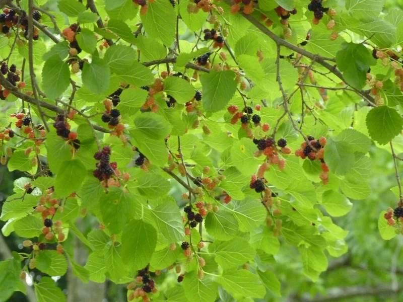 Red Mulberry Tree Cuttings - 12 Unrooted Morus Rubra - Fast Growing Outdoor Red Mulberry Tree Cuttings - 12 Unrooted Morus Rubra - Fast Growing Outdoor - Image 3