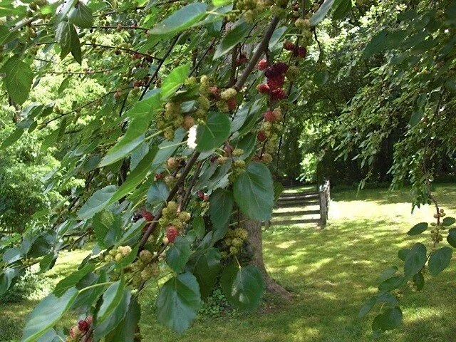 Red Mulberry Tree Cuttings - 12 Unrooted Morus Rubra - Fast Growing Outdoor Red Mulberry Tree Cuttings - 12 Unrooted Morus Rubra - Fast Growing Outdoor - Image 1